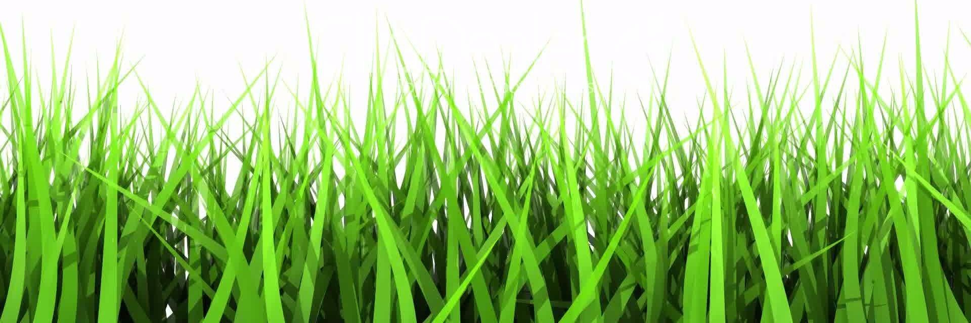 Sweet William banner