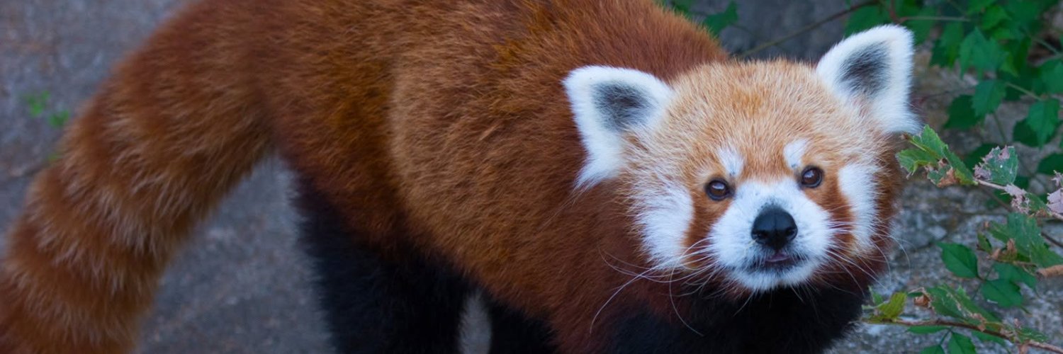 stlzoo's profile banner image