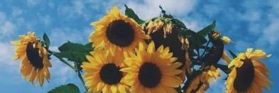 laulau🌊 banner