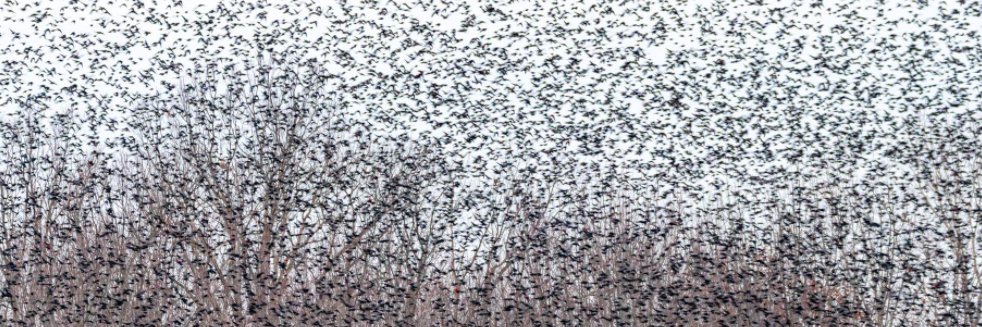 Lisa Ferranti banner