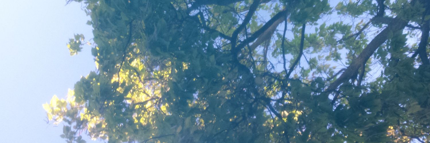 vanessachu29's profile banner image