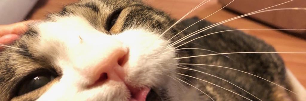 YDGKatelyn's profile banner image