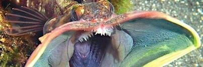 Francesc Peters banner