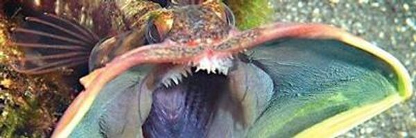 FrancescPeters Profile Banner