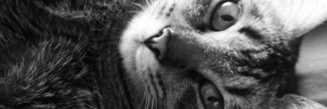 LPaYo's profile banner image