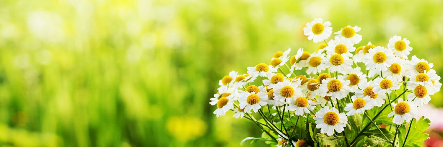 valentinAnggie's profile banner image