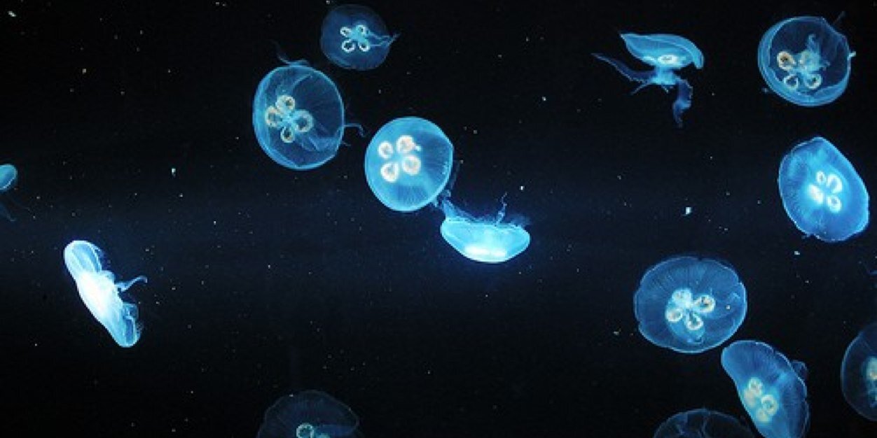 _Megaflare's profile banner image
