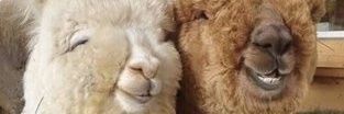 LisC_22's profile banner image
