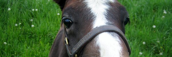 CaitrionaClancy Profile Banner