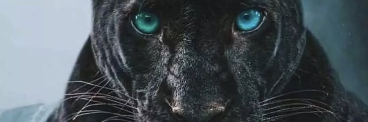 A_Signoor's profile banner image