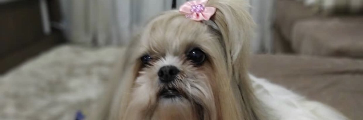 LimaRosanecris's profile banner image