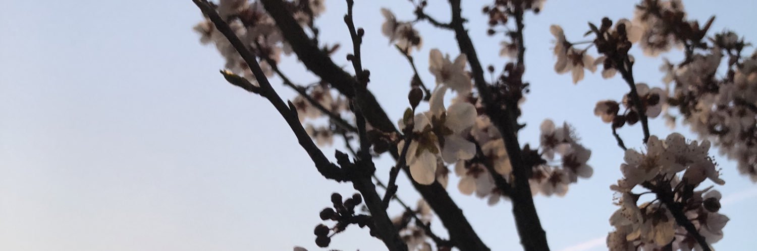 SwallowPlanet's profile banner image