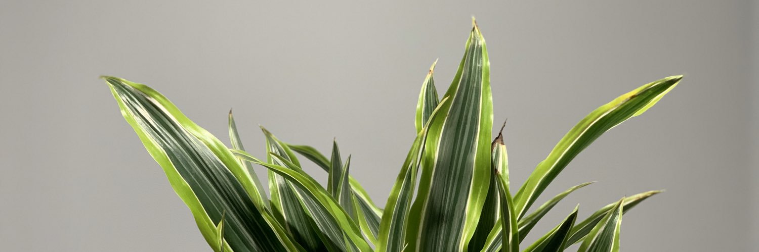 raulra08's profile banner image