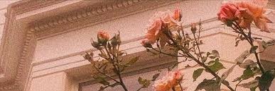allysheas's profile banner image