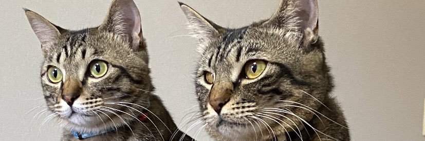 arbredebleu's profile banner image