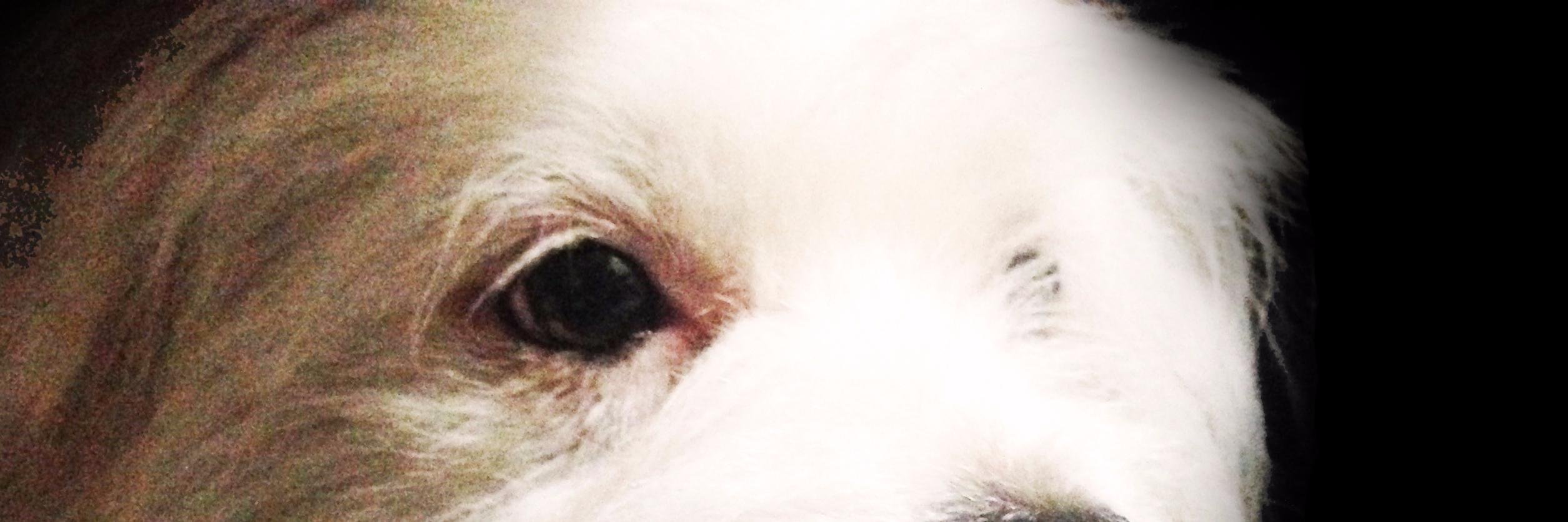 Sopasopaopsa's profile banner image