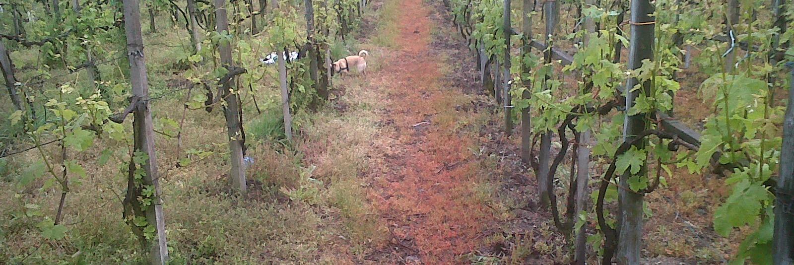 Neasa MacErlean banner