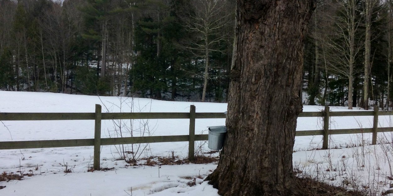 Will DiStefano banner