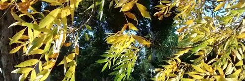 Fleur Diamond banner