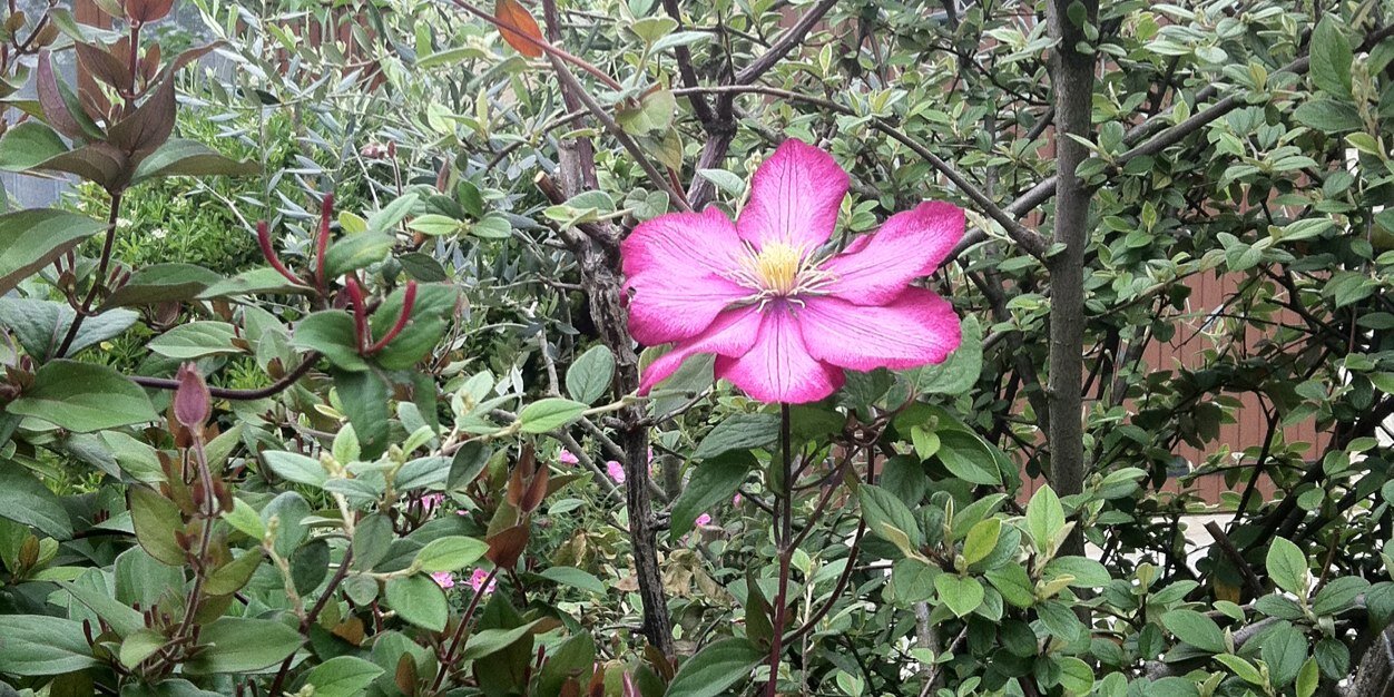 Nicolas ROUYER banner