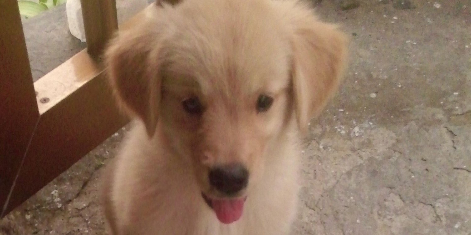 BabieEstrella's profile banner image