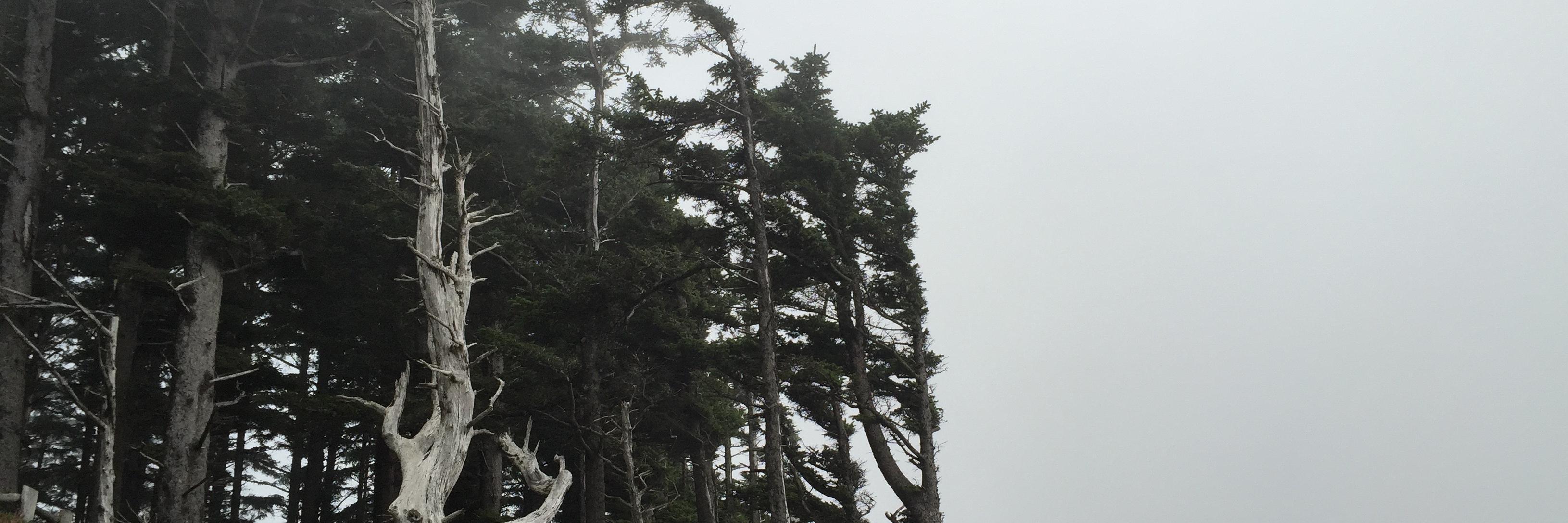 tpitale's profile banner image