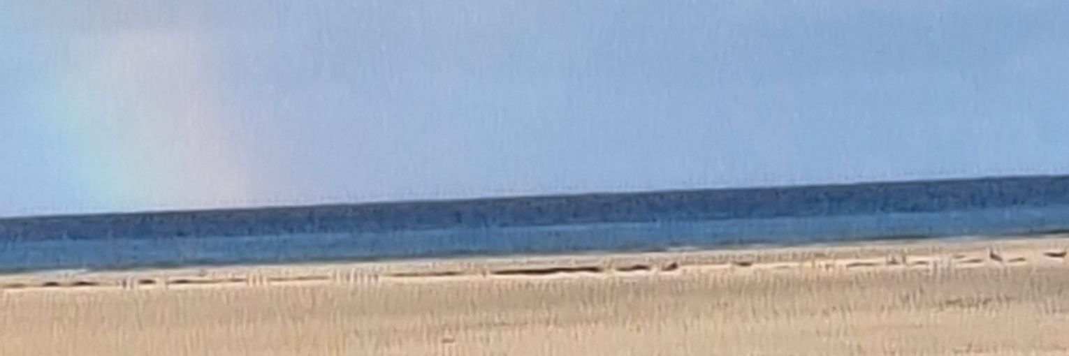 Plum Pudding Pigs banner