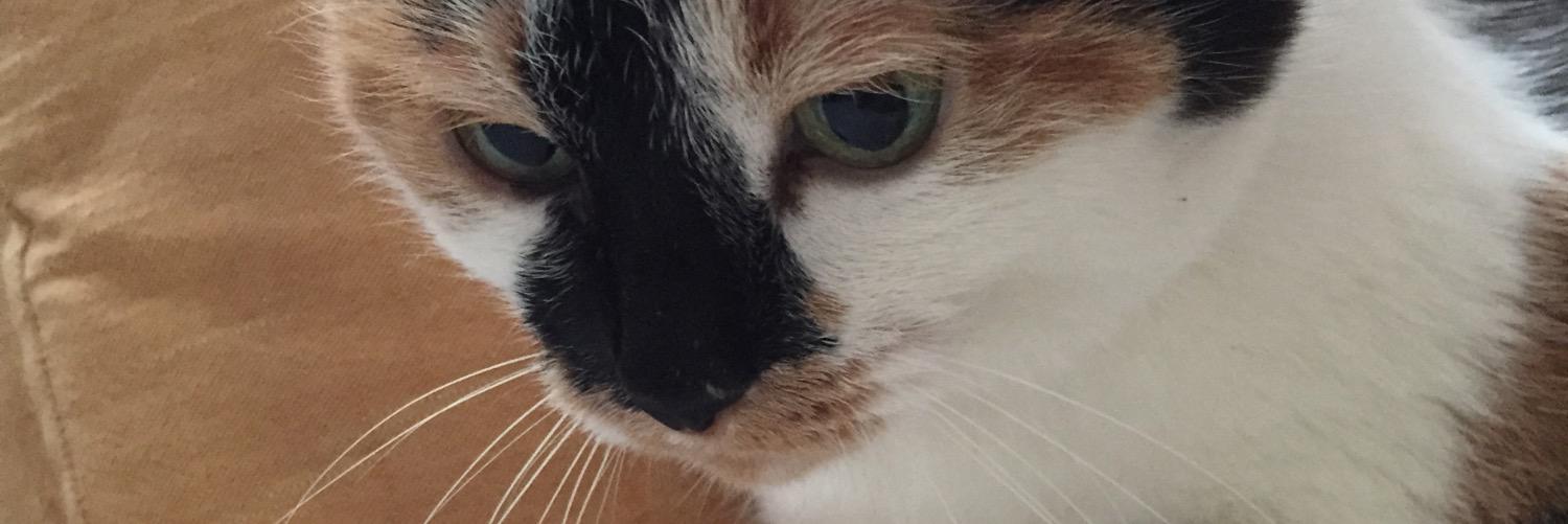 marbruchoco's profile banner image