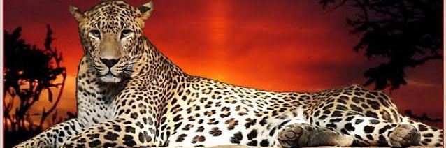nikithecat_'s profile banner image
