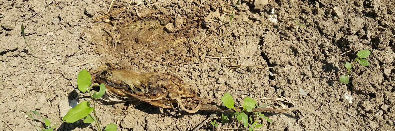 Forensic Soil and Toxicology banner