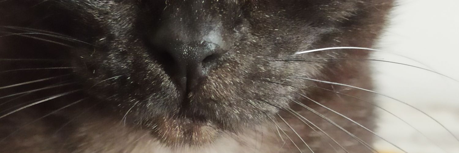 sradasmoscas's profile banner image