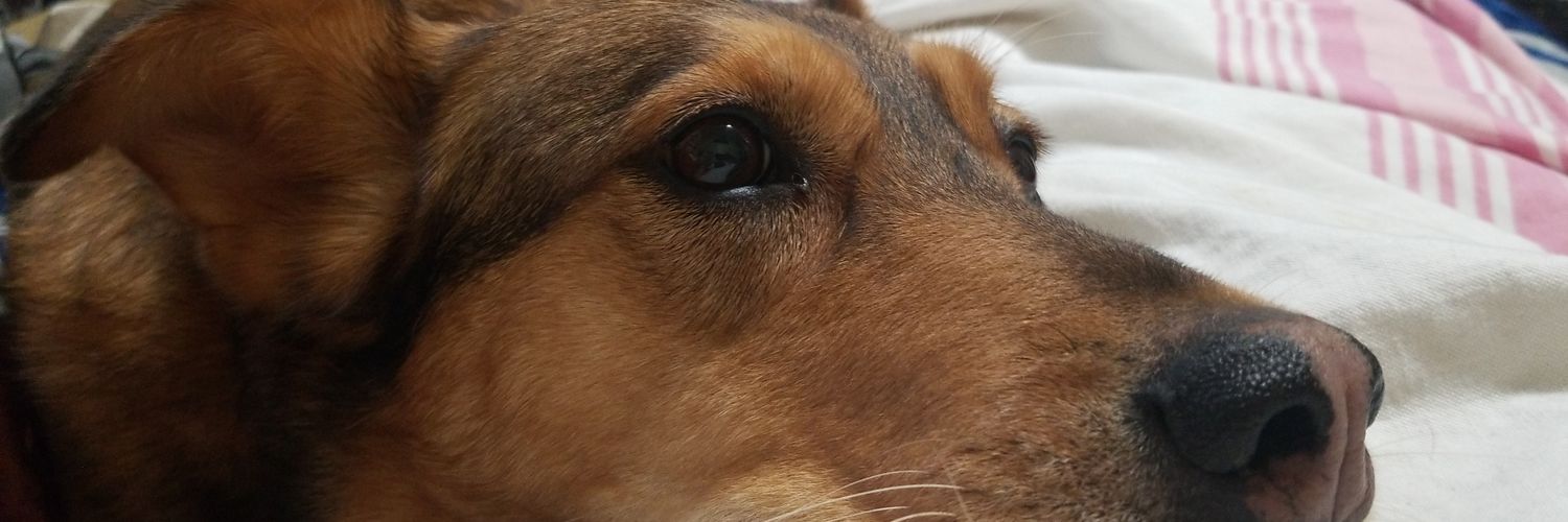 IWillFail's profile banner image