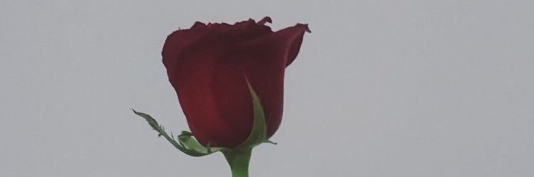tryandayani's profile banner image