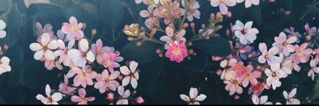 haticevildannn's profile banner image