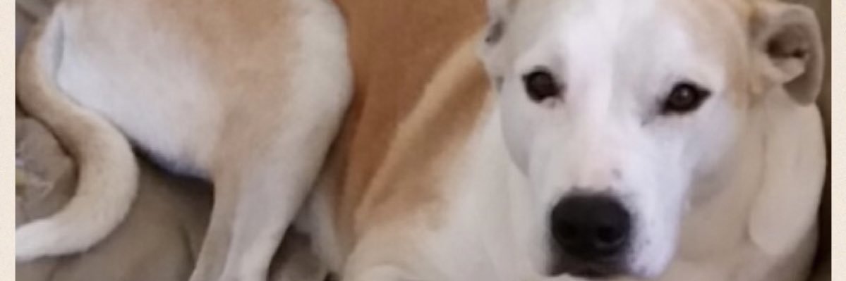 Chase banner