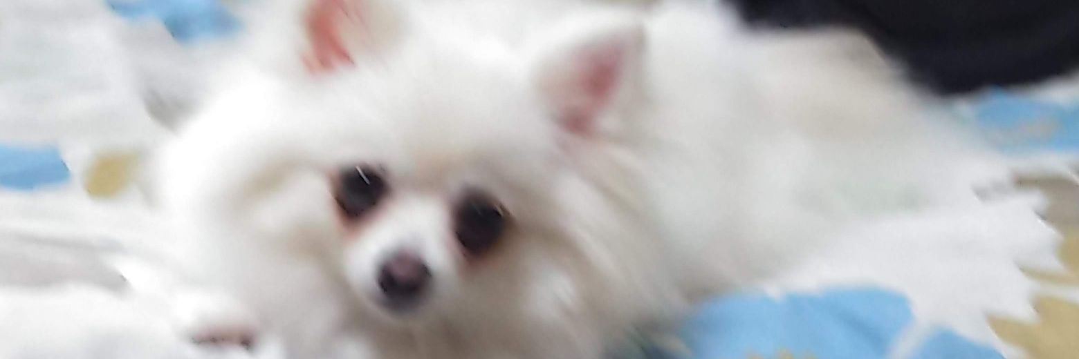 yoshi_n4416's profile banner image
