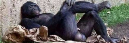 Il Profeta Baracco banner