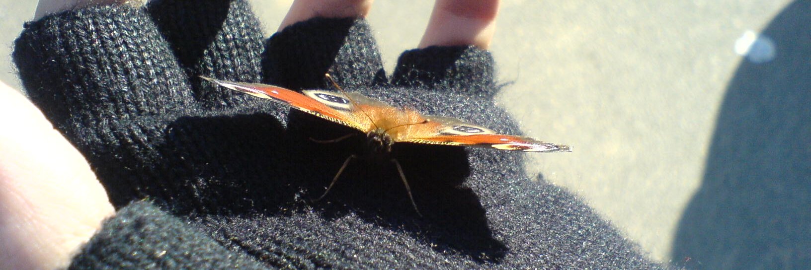 Der Seelenarchitekt banner