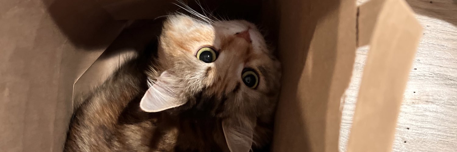 The Cat 🧦 banner