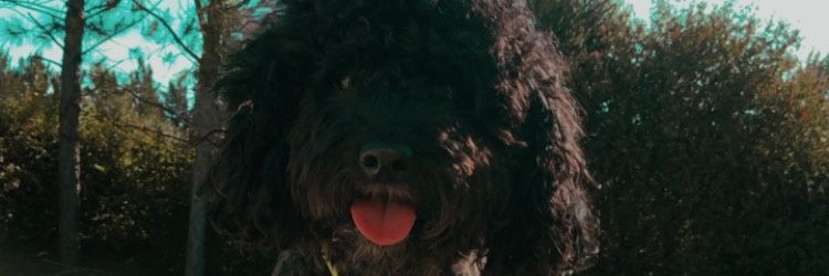 SaffiotiGiu's profile banner image