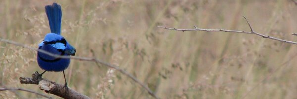 Avibase (Denis Lepage) Profile Banner