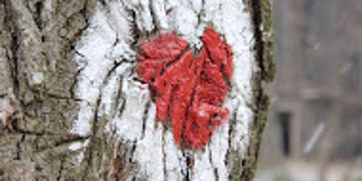 Goran banner