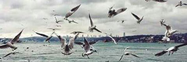 sarah_gs3 Profile Banner