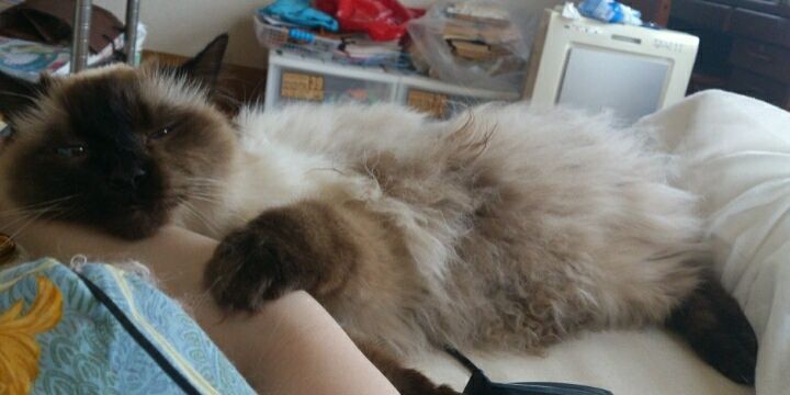 のいちゃω🎳魔法プロボウラー🎳 banner