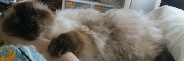 iwamiayano Profile Banner