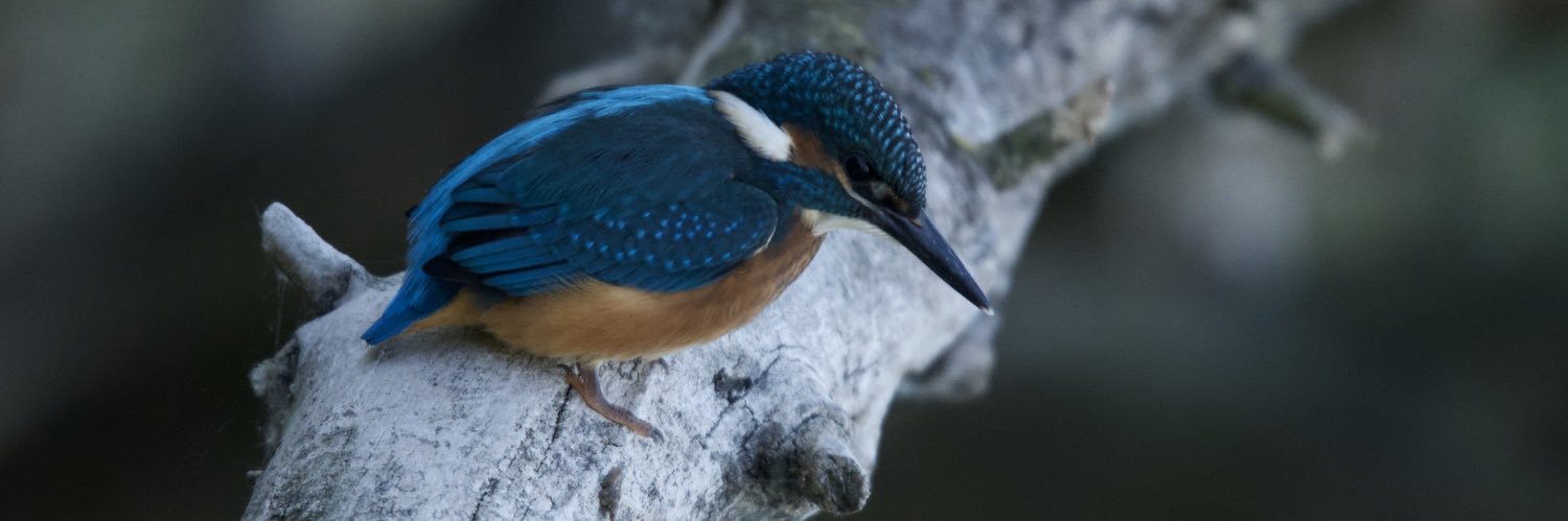 wouter_verbaan's profile banner image