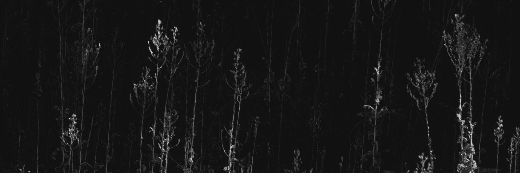 voodoolx's profile banner image