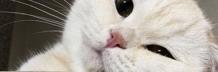 ozgesevill's profile banner image