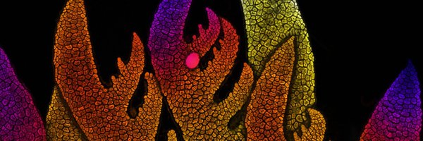 Nat_Prunet Profile Banner
