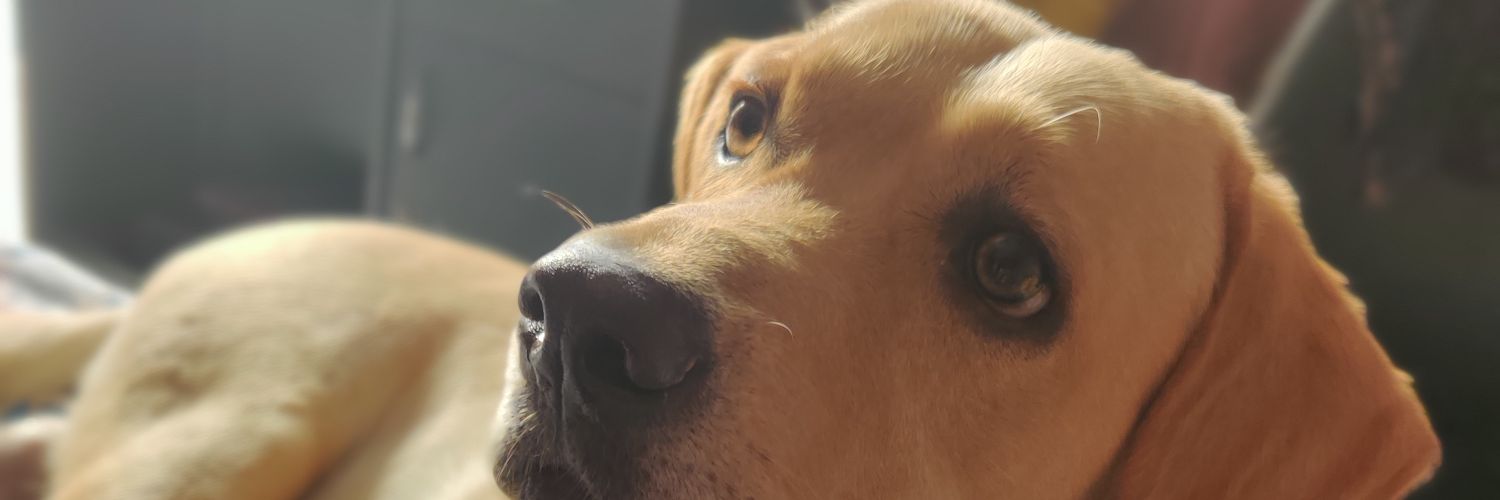 Akanksha Singh banner